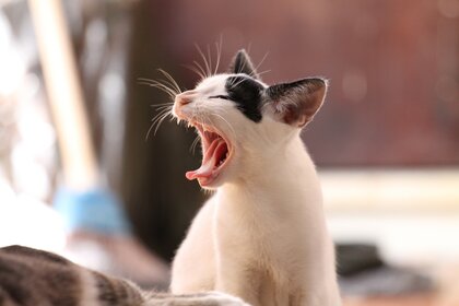 Blog Thumbanil Foto